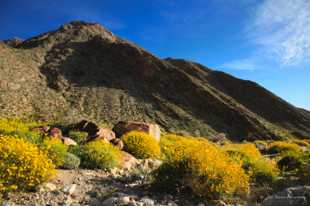 Anza Borrego Wildflowers-9552.jpg